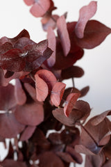 Close up of Eucalyptus Spiral Burgundy Color Preserved Bunch in front of white background