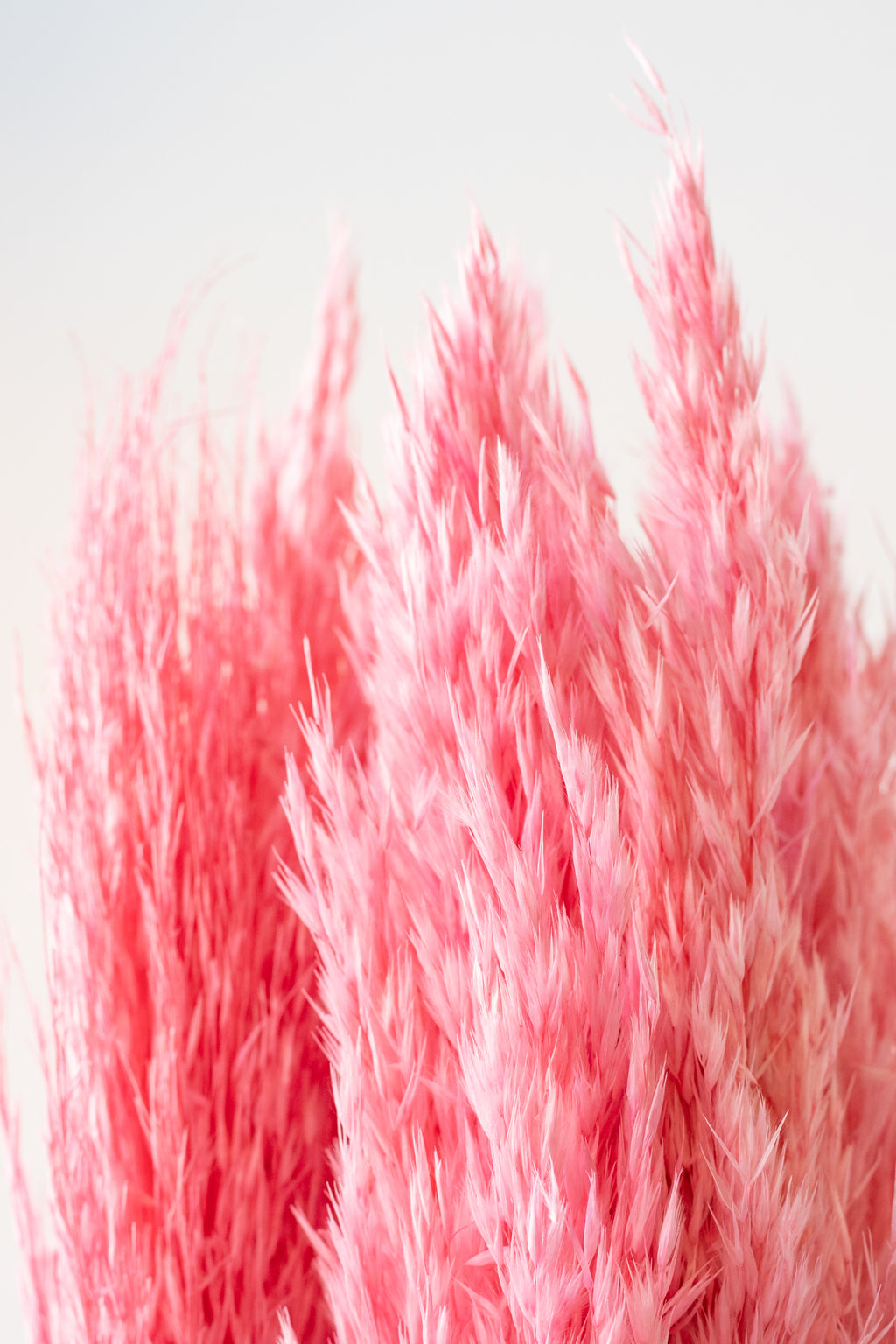 Plumero Silvestre Pink Pastel Preserved Bunch
