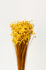 Glixia Yellow Color Preserved Bunch in front of white background