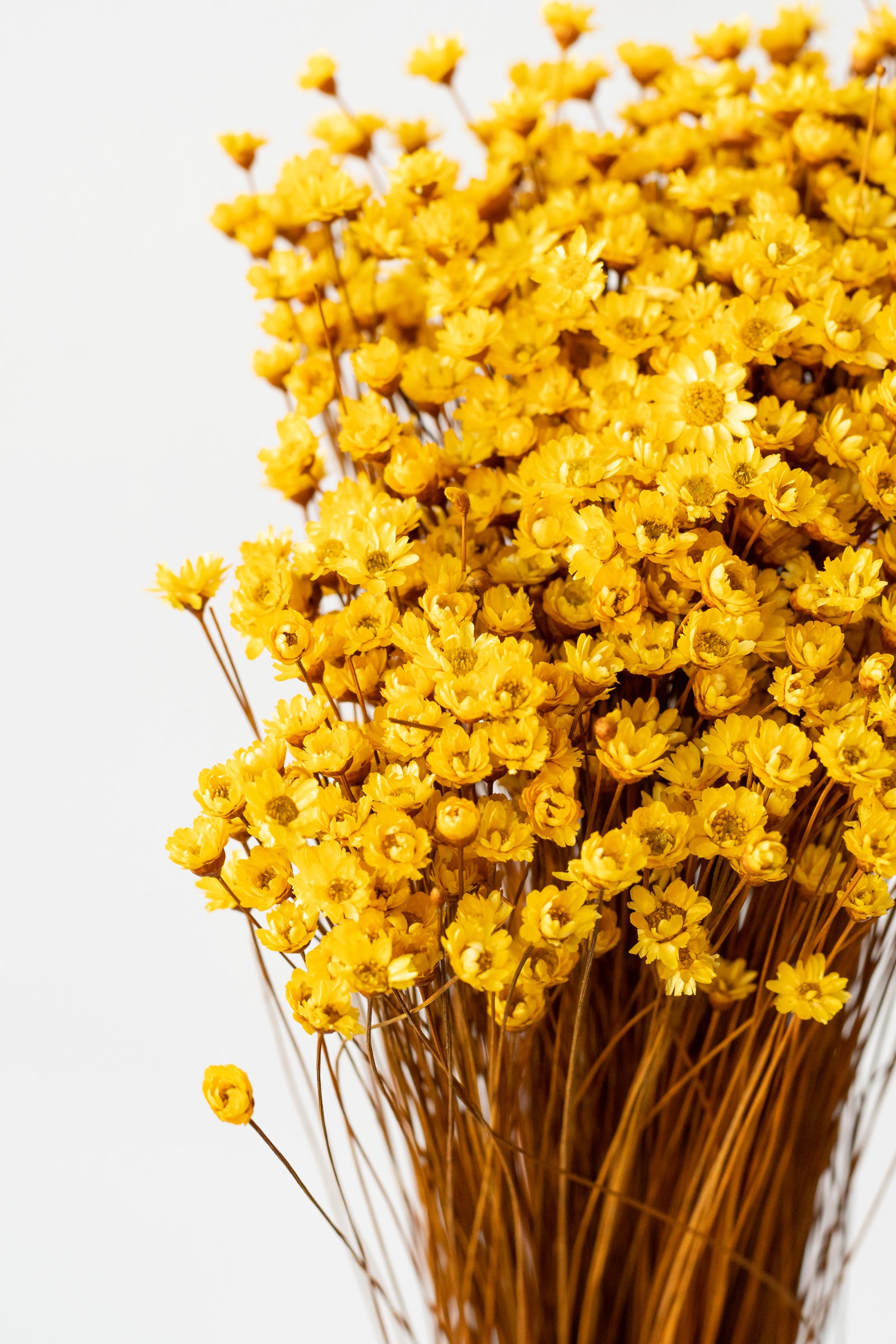 Close up of Glixia Yellow Color Preserved Bunch in front of white background