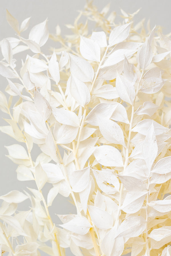 Close up of preserved bleached Ruscus in front of a white background
