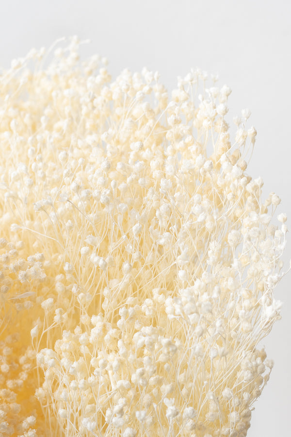 Close up of preserved bleached Brooms in front of white background