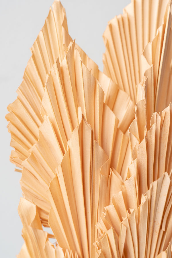 Close up of preserved peach pastel palm spear bunch in front of white background