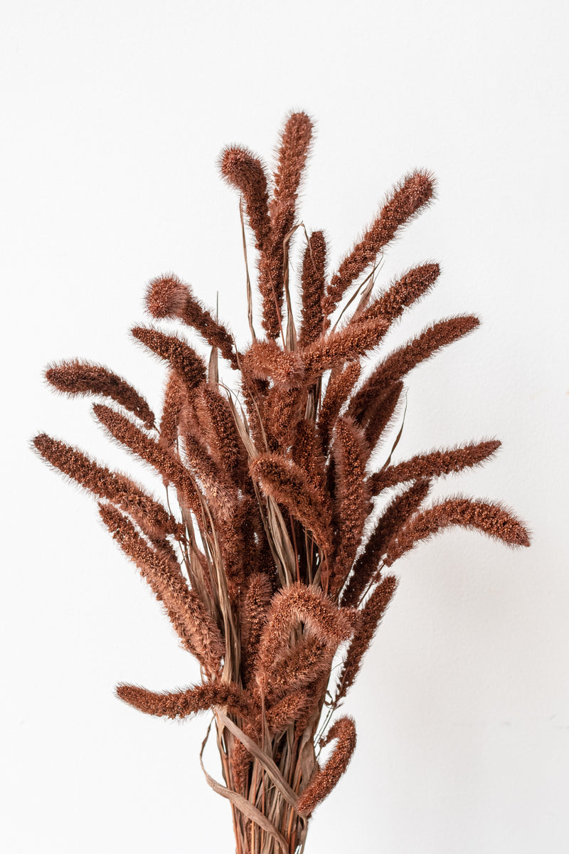 Preserved brown Setaria bunch in front of white background