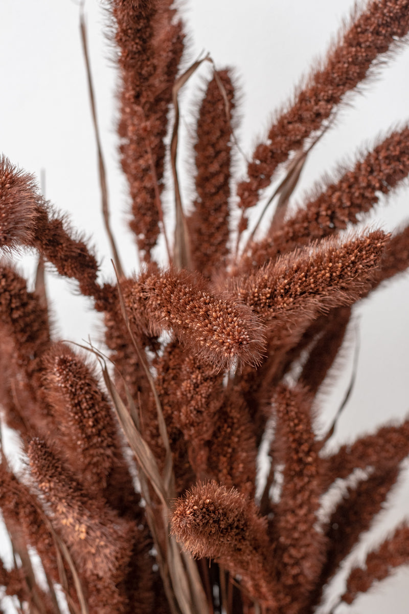 Close up of preserved brown Setaria in front of white background