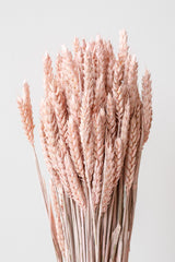 Pink washed preserved Trigo in front of white background