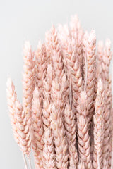 Close up of pink washed Trigo in front of white background