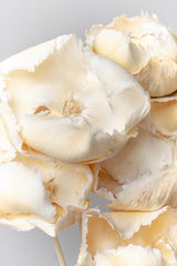 Close up of preserved bleached palm caps in front of white background