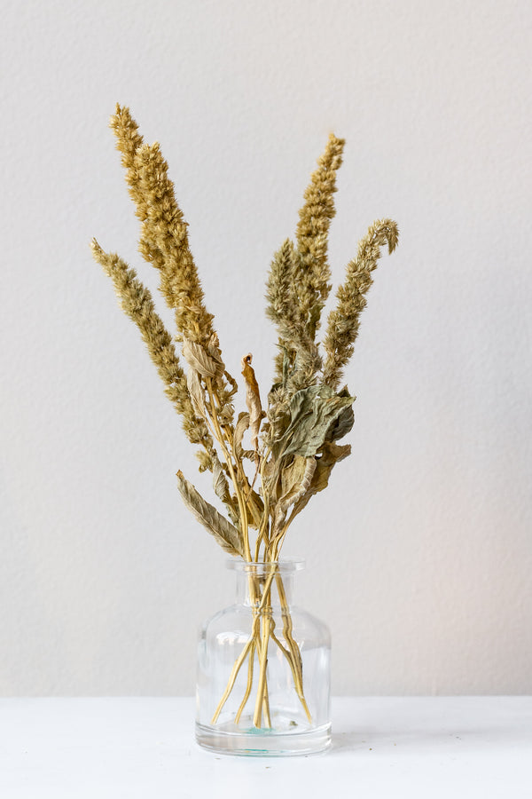 Small clear bottle vase sits on a white surface in a white room. Inside the vase are stalks of preserved amaranthus.