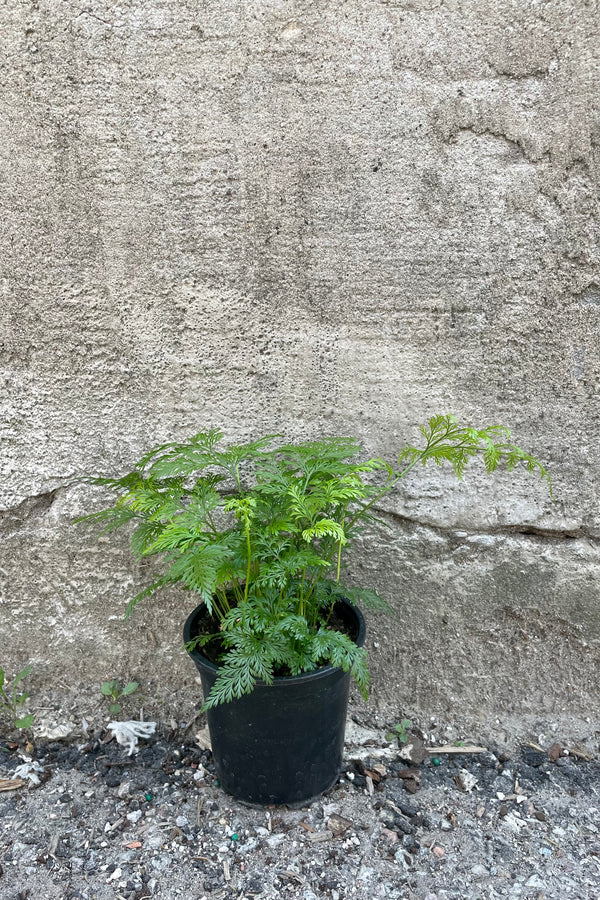 Davallia "Deer Foot Fern" in a 4" growers pot. 