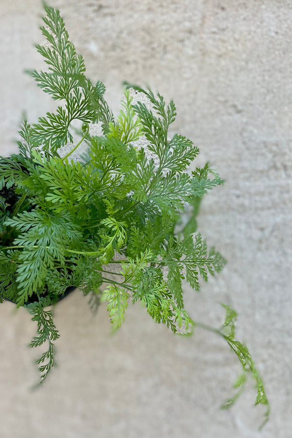 A close up of the Deer Foot Fern with its delicate leaves