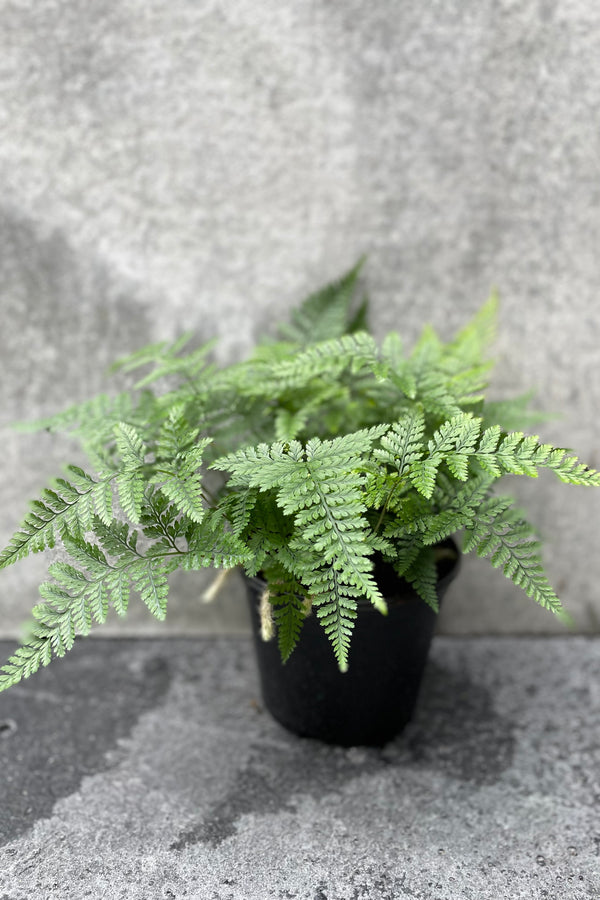 Davallia fejeensis "Rabbit Foot Fern" in grow pot in front of grey background