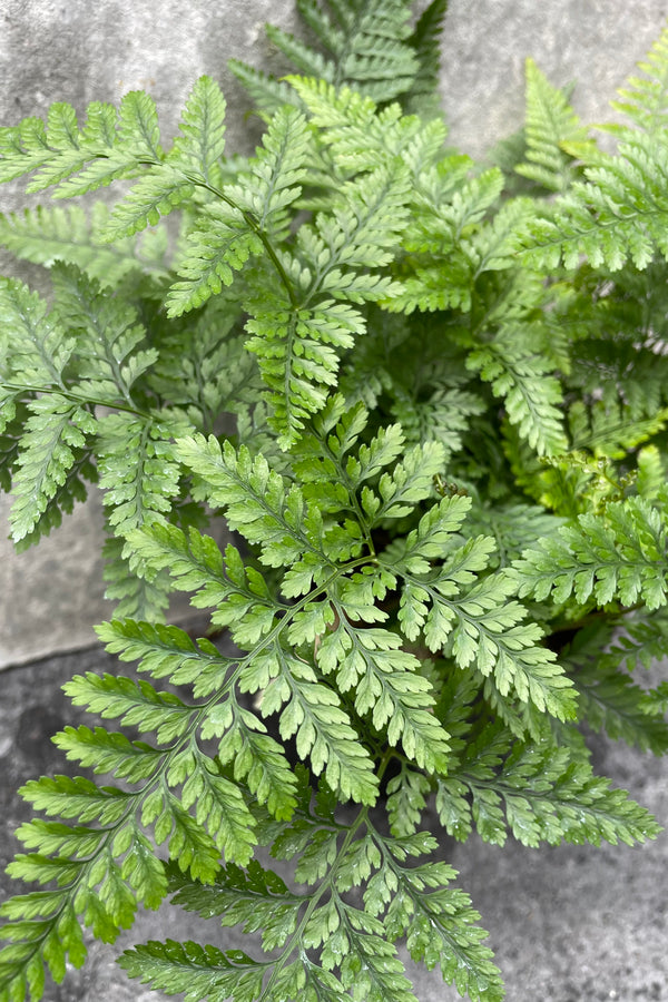 Close up of Davallia fejeensis "Rabbit Foot Fern" leaves