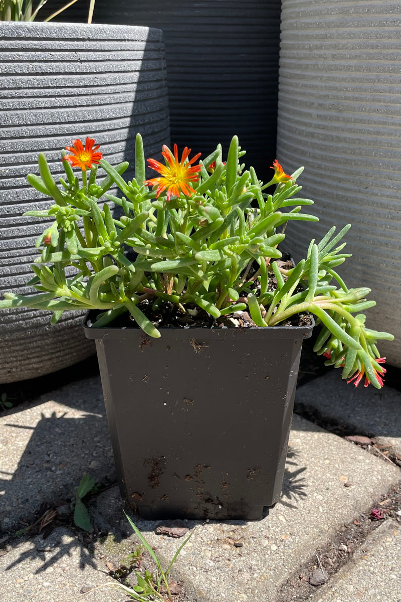 Delosperma 'Delmara Orange' ice plant in bloom mid July with its orange flowers above the succulent leaves in a 4" growers pot at Sprout Home.