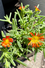 The vibrant orange flowers of the 'Delmara Orange' ice plant above its succulent foliage in mid July at Sprout Home.