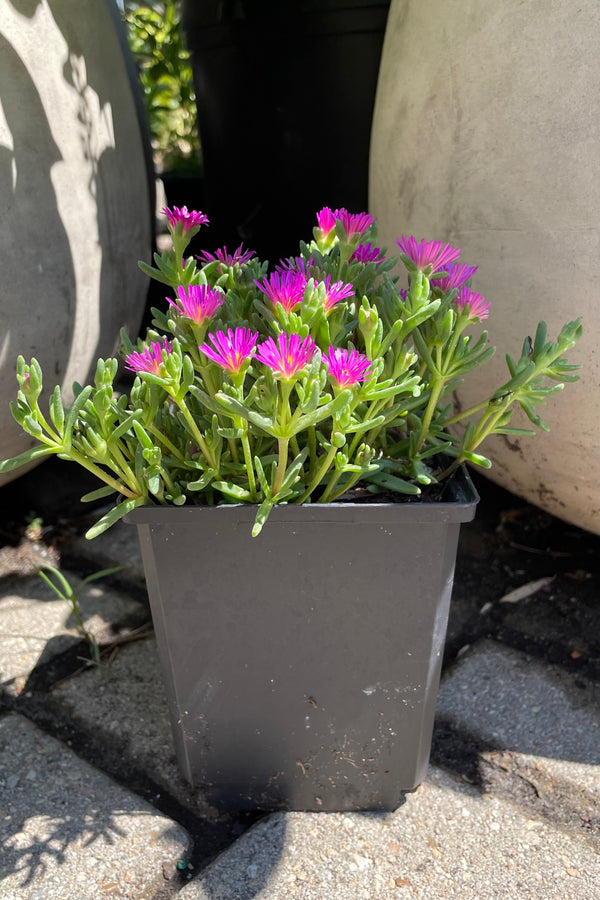 Delosperma 'Delmara Pink' ice plant in full bloom mid July showing the neon pink flowers above the succulent foliage at Sprout Home. 