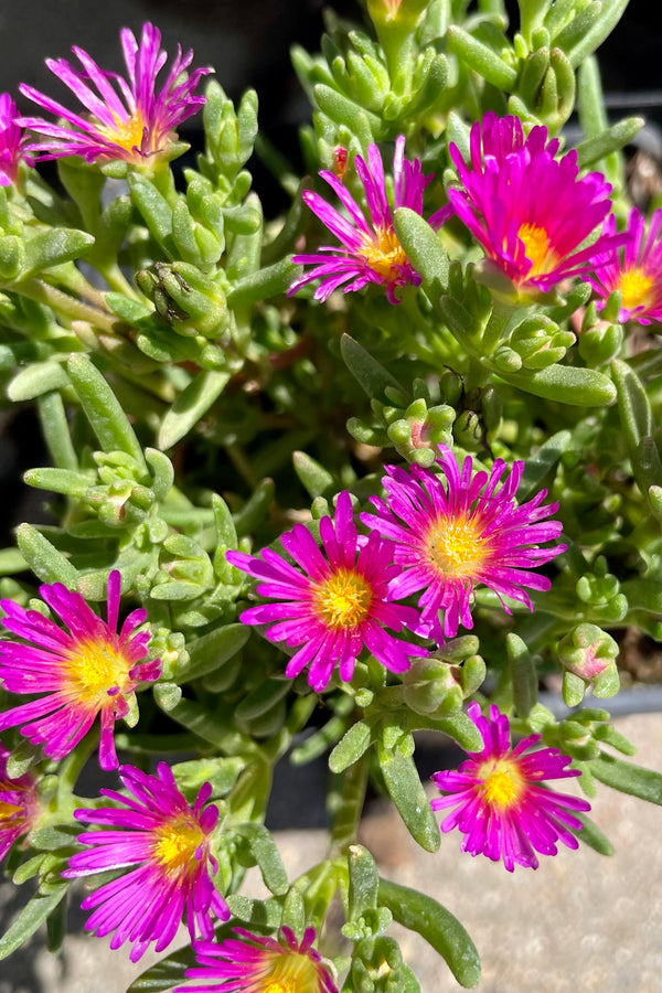 The neon pink flowers of the Delosperma 'Delmara Pink' ice plant the middle of July at Sprout Home. 