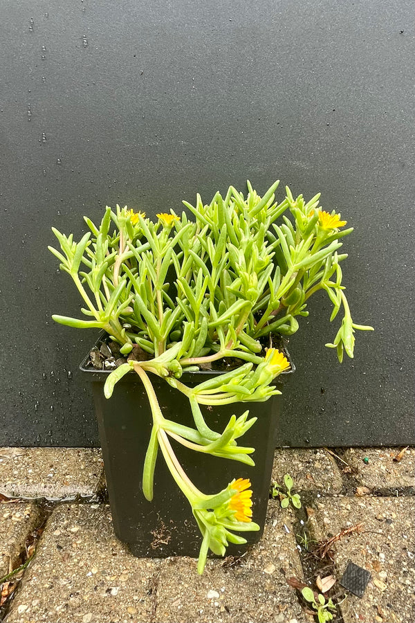 1qt Delosperma 'Delmara Yellow' in bloom at the end of May showing the bright yellow flowers and succulent like leaves against a black wall at Sprout Home.