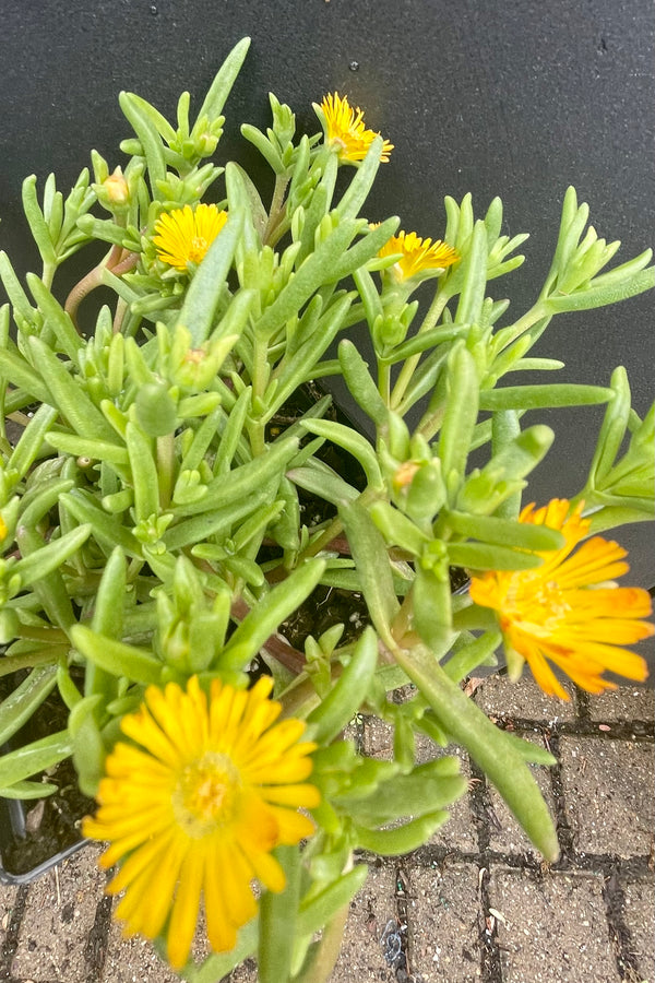 The bright yellow daisy like flowers of the Delosperma 'Delmara Yellow' perennial the end of May in the Sprout Home yard against a black wall. 