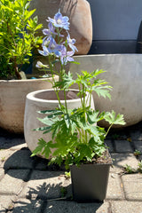 4.5" container of the Delphinium 'Belladonna' perennial in full boom showing the light blue purple flowers in front of decorative ceramic pots at Sprout Home in mid June.