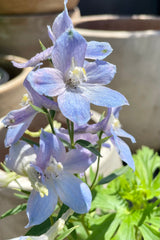 The Delphinium 'Belladonna' in full bloom showing the light blue to purple white open flowers in mid June at Sprout Home.