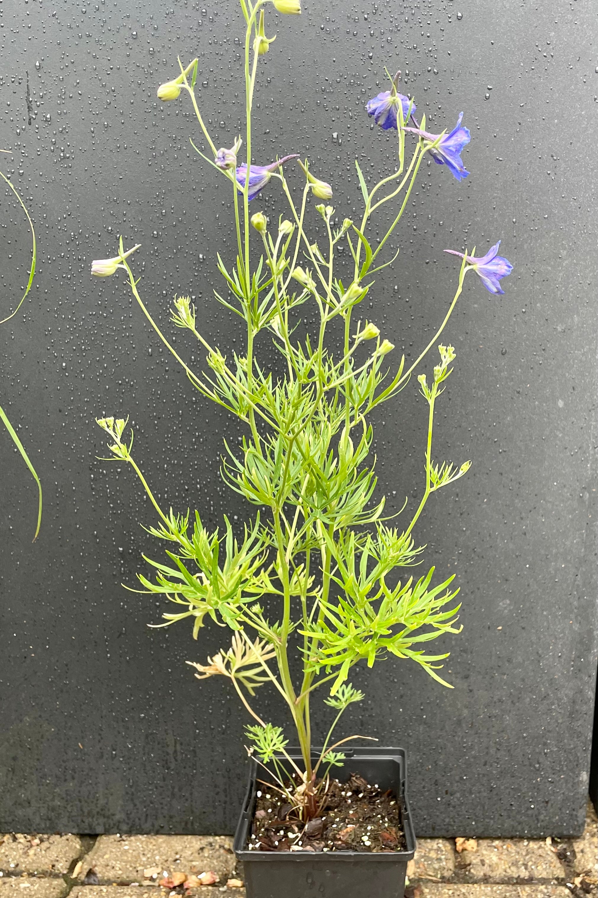 The cobalt blue flowers of the Delphinium 'Blue Butterfly' in bloom the end of May at Sprout Home in a 4.5" growers pot against a black background.