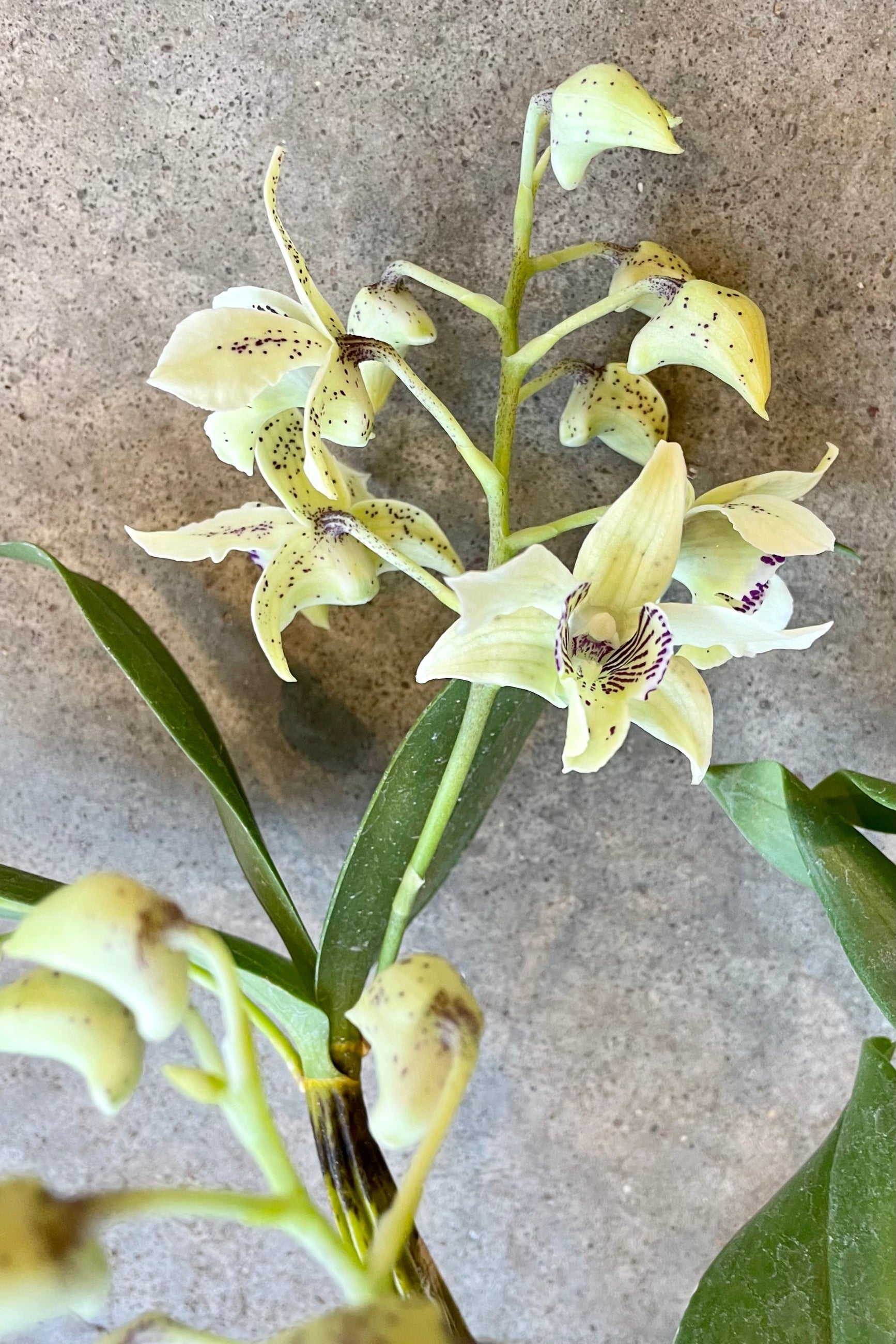 Dendrobium 'Royal Chip' orchid in bloom at Sprout Home showing the cream white flower with burgundy marking. ©Sprout Home