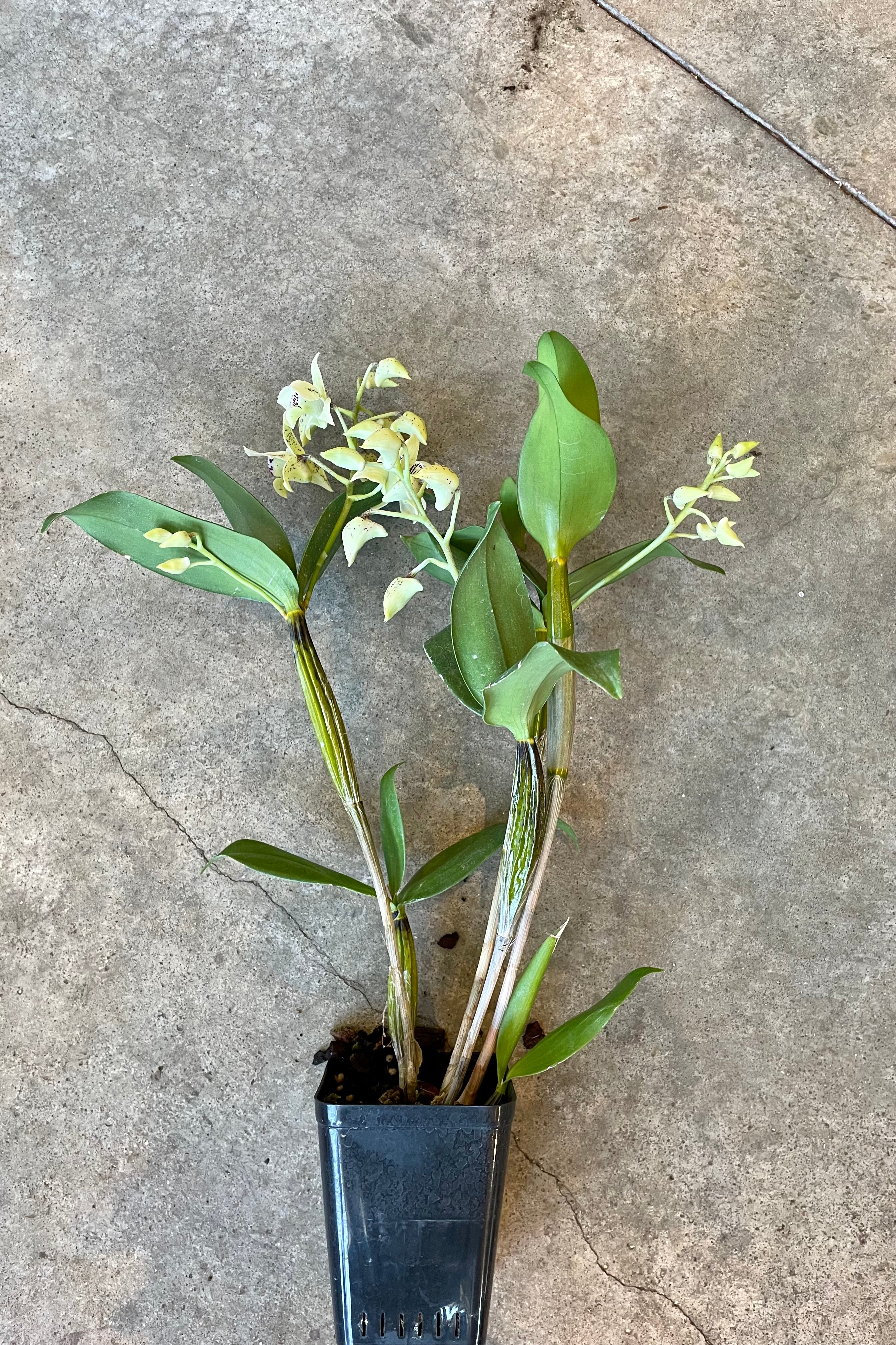 Dendrobium orchid 'Royal Chip' in bloom against a grey concrete wall. 