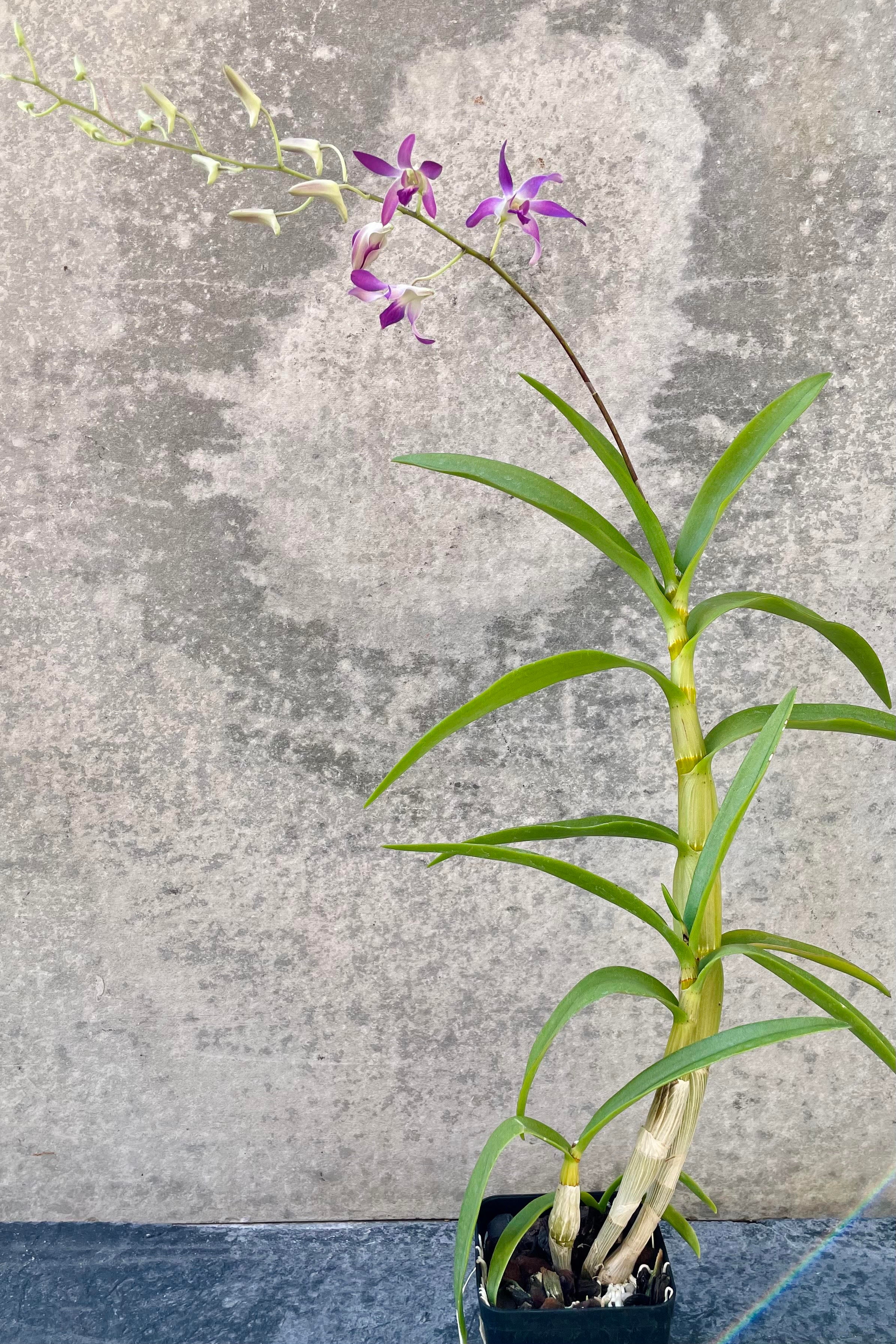 The Dendrobium orchid sits in its growers pot against a grey backdrop.