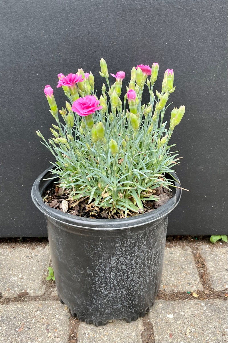 #1 growers pot of Dianthus 'Double Bubble' perennial in bud and bloom the beginning of June showing the bright double pink flowers on top of blue green foliage in front of a black backdrop at Sprout Home.