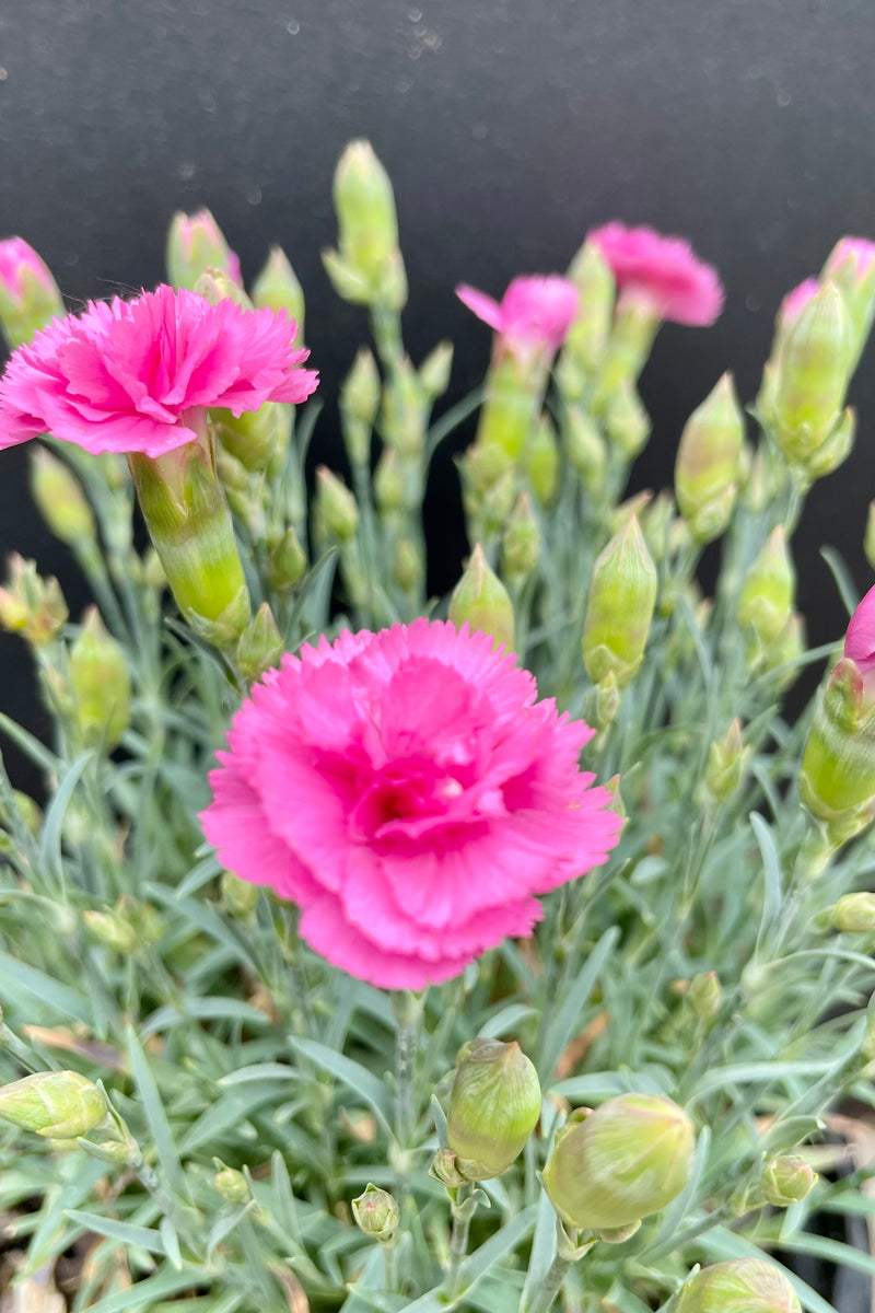 The bright pink double flowers of the Dianthus 'Double Bubble' in bud and bloom the beginning of June with a black background above blue-green needle like foliage at Sprout Home.