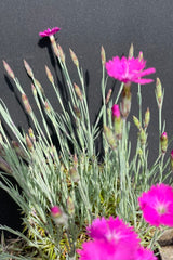an up close picture of the hot pink bloom and blue green spikes foliage of the Dianthus 'Firewitch'