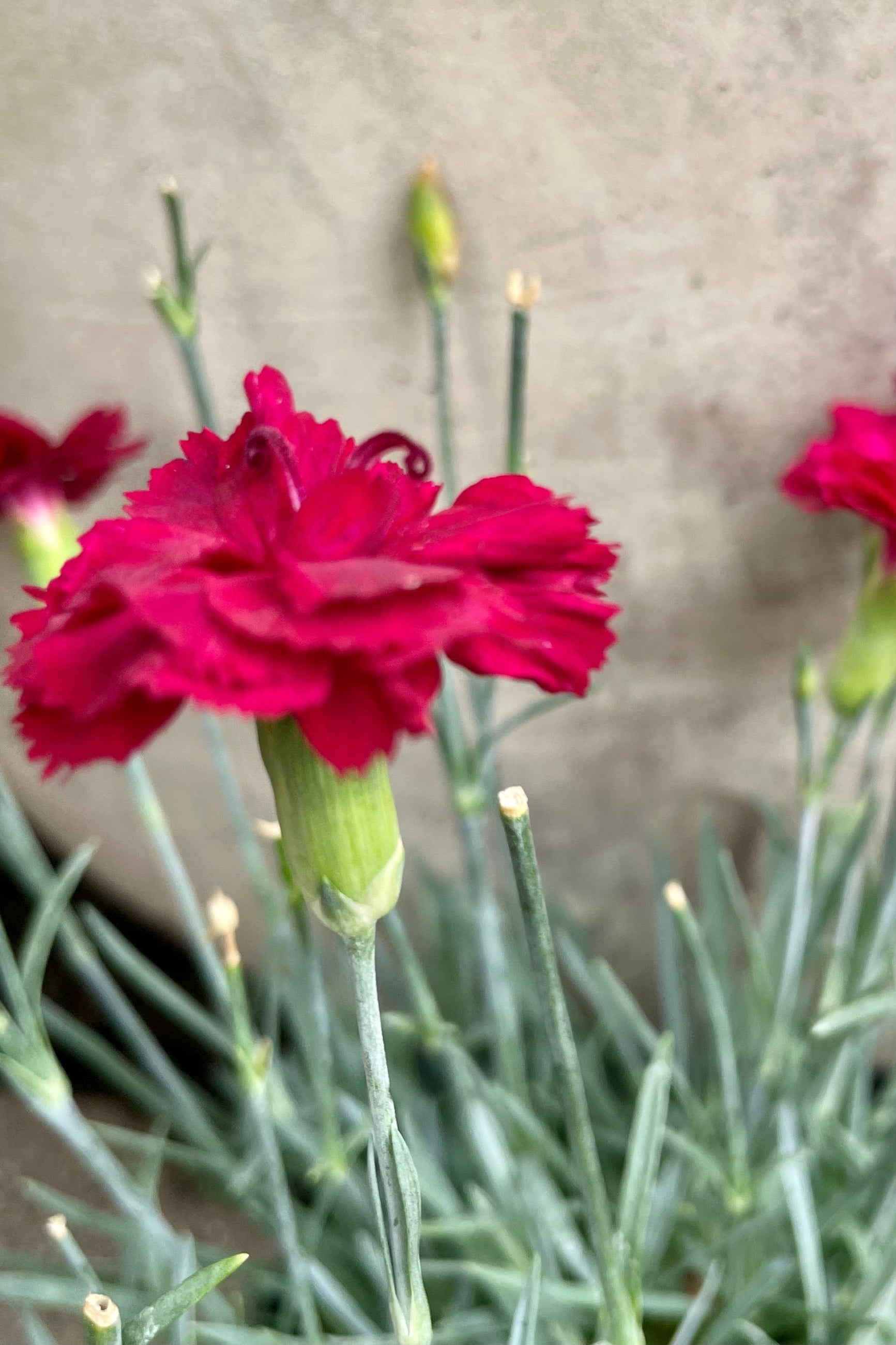 The bright red flower of Dianthus 'Frosty Fire' above blue green foliage the middle of July ©Sprout Home