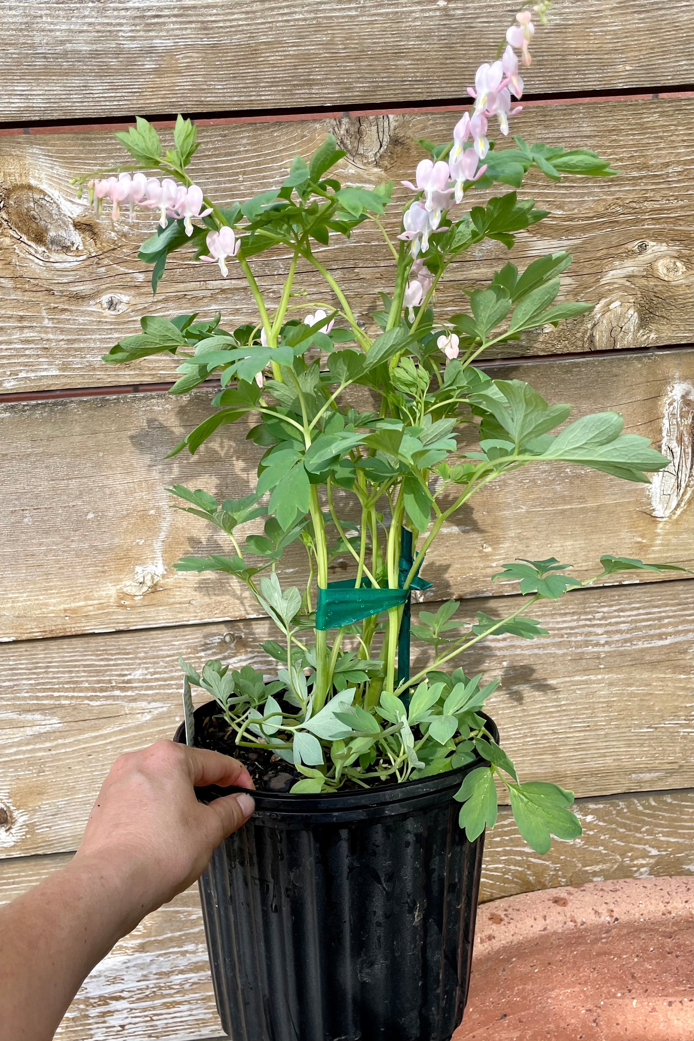 The Dicentra spectabillis 'Cupid' in a #2 growers pot in bloom showing the white and pink flowers in mid May at Sprout Home in a #2 container. 