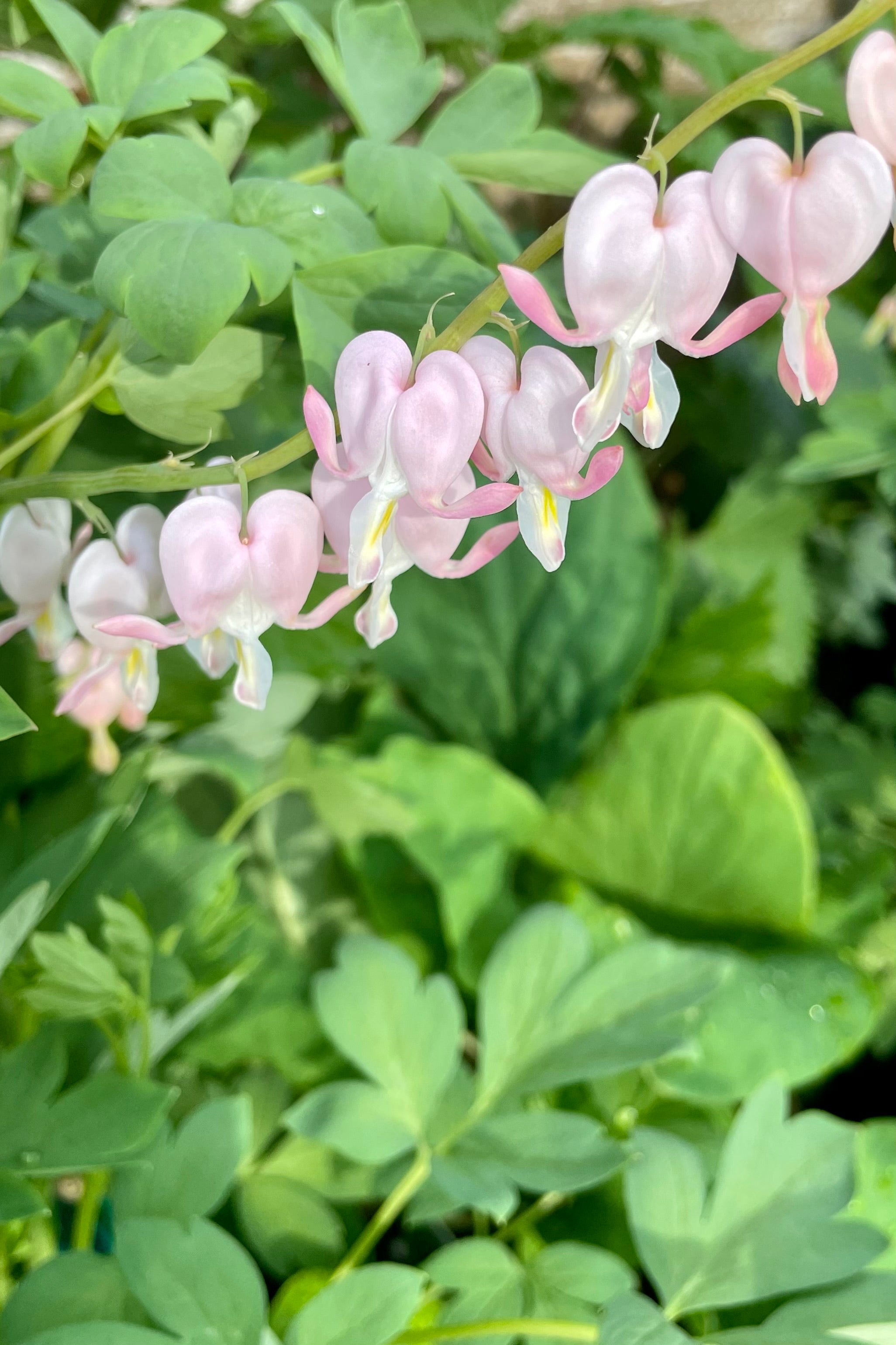 The sweet pink and white blooms of the Dicentra 'Cupid' in full bloom mid May at Sprout home with its light green leaves in the background. 