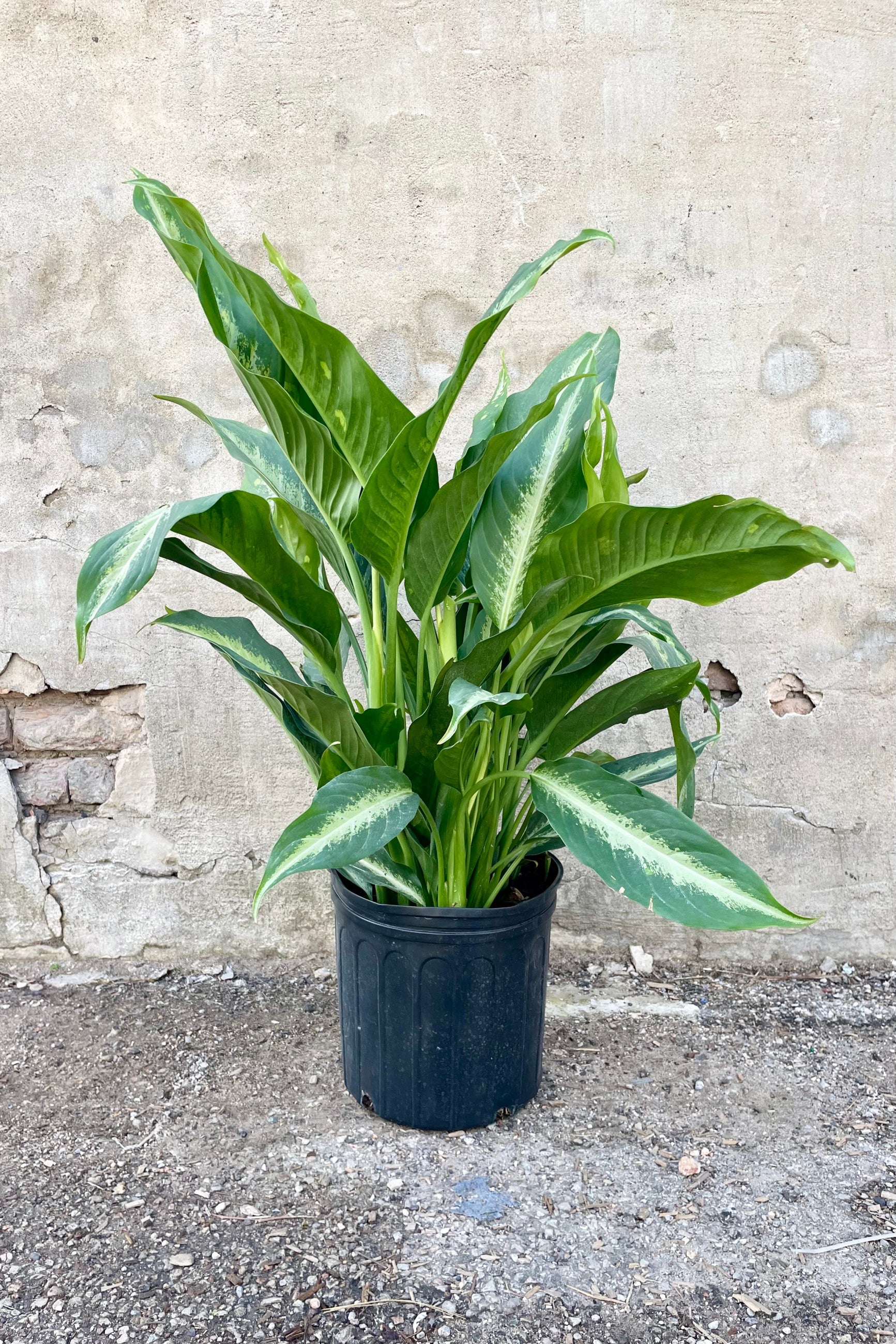 Dieffenbachia 'Panther' 10" growers pot with green variegated leaves against a grey wall ©Sprout Home