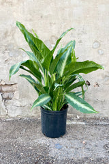 Dieffenbachia 'Panther' 10" growers pot with green variegated leaves against a grey wall