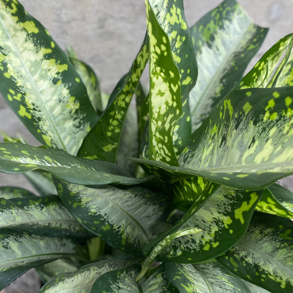 Dieffenbachia 'Panther' 14