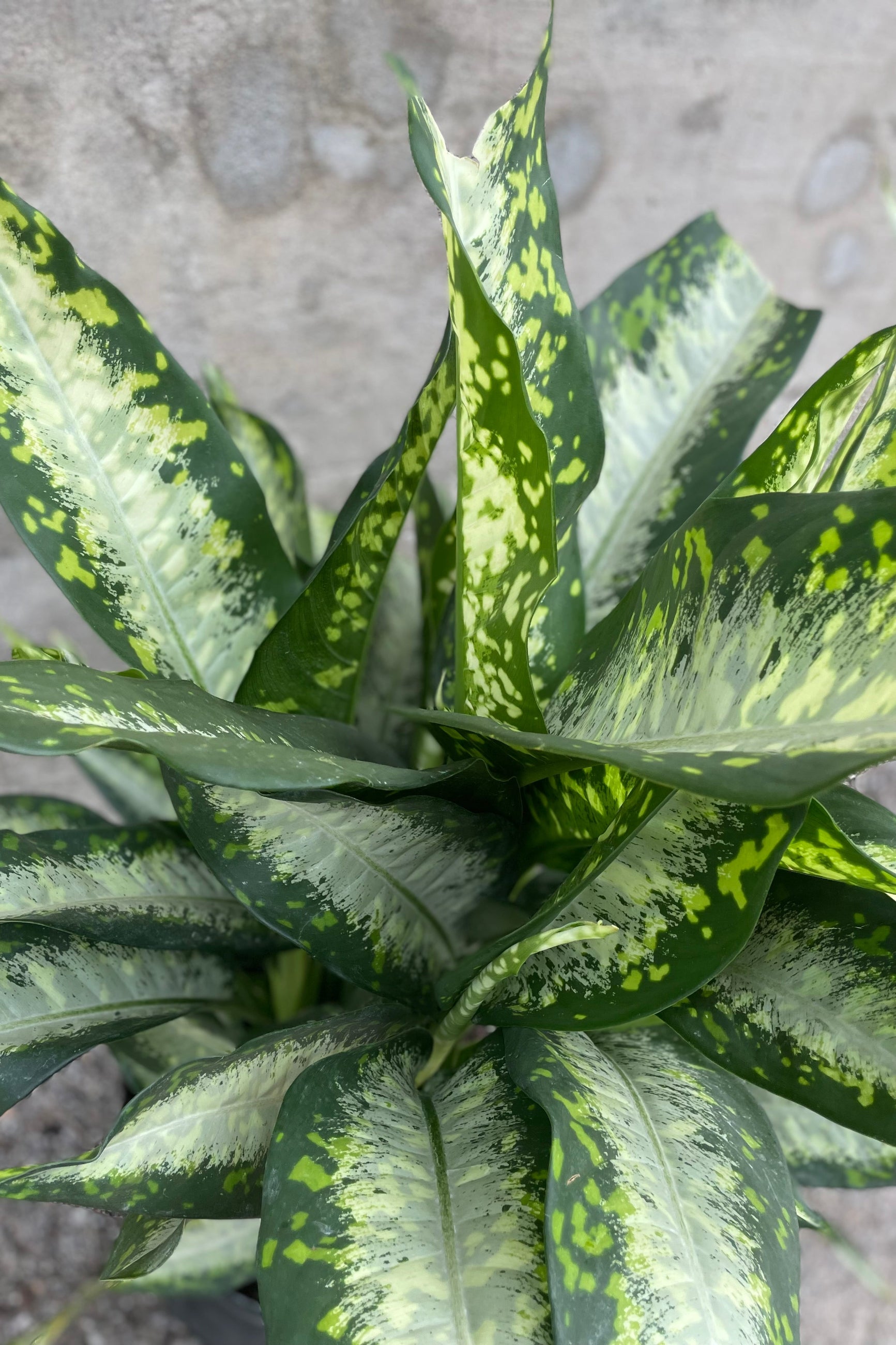 Dieffenbachia 'Panther' leaves up close ©Sprout Home