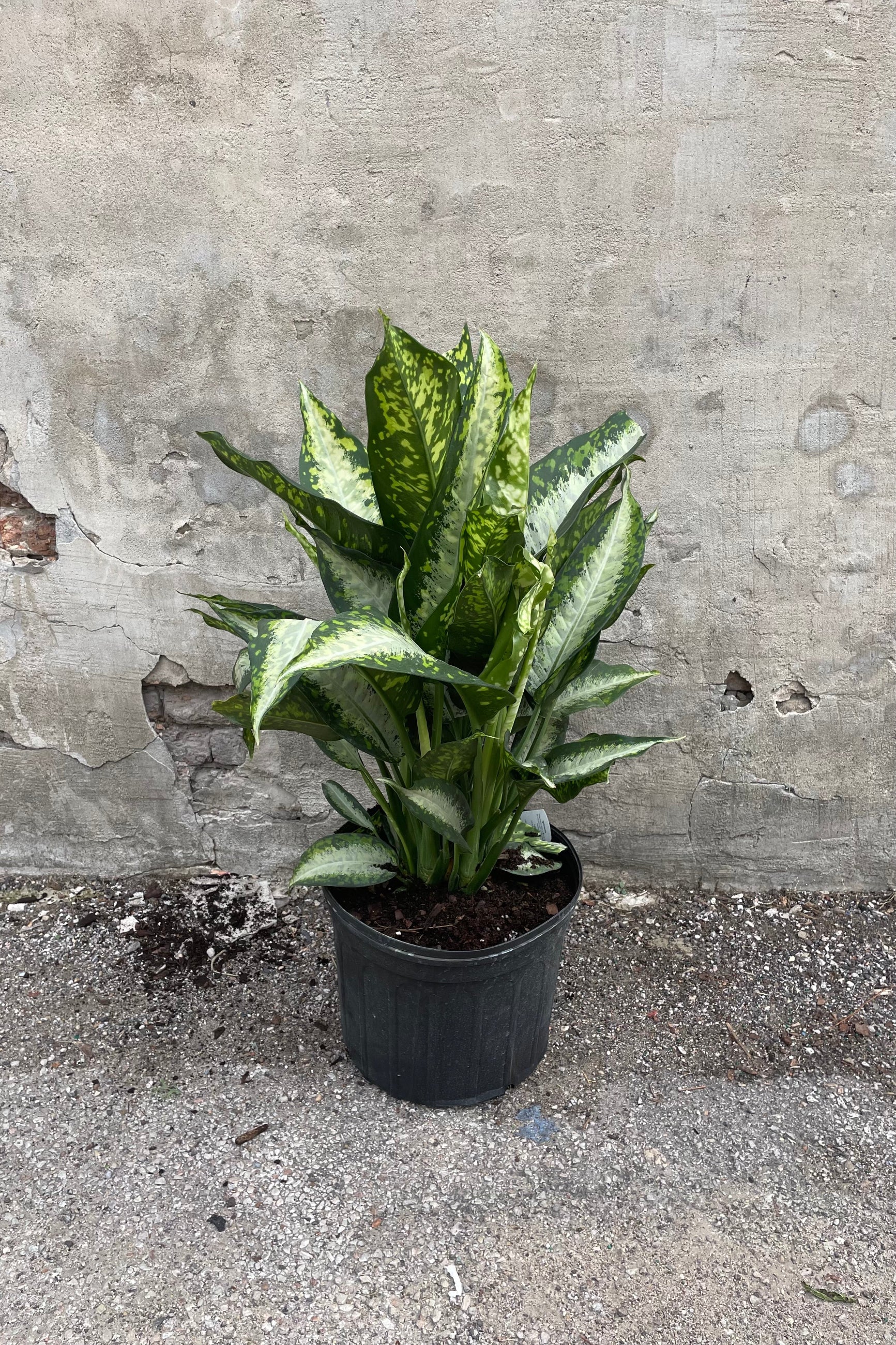 Dieffenbachia Panther in a 14" growers pot against a concrete wall ©Sprout Home
