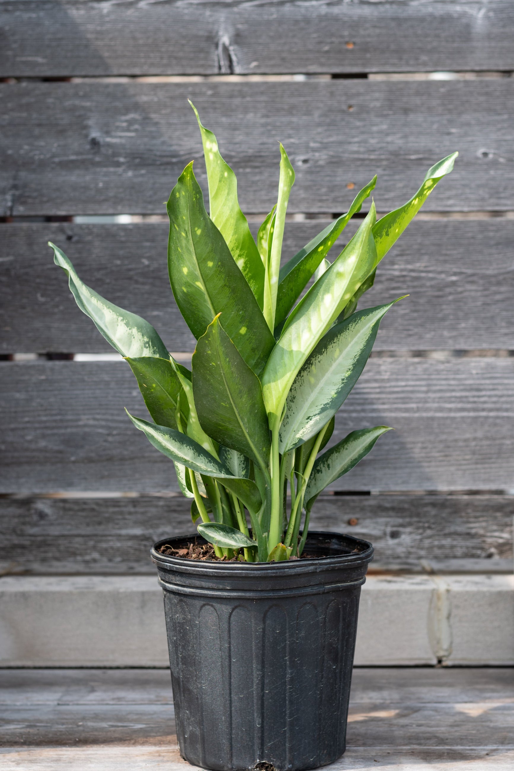 Dieffenbachia 'Panther' in a 8" growers pot in front of a wood fence ©Sprout Home