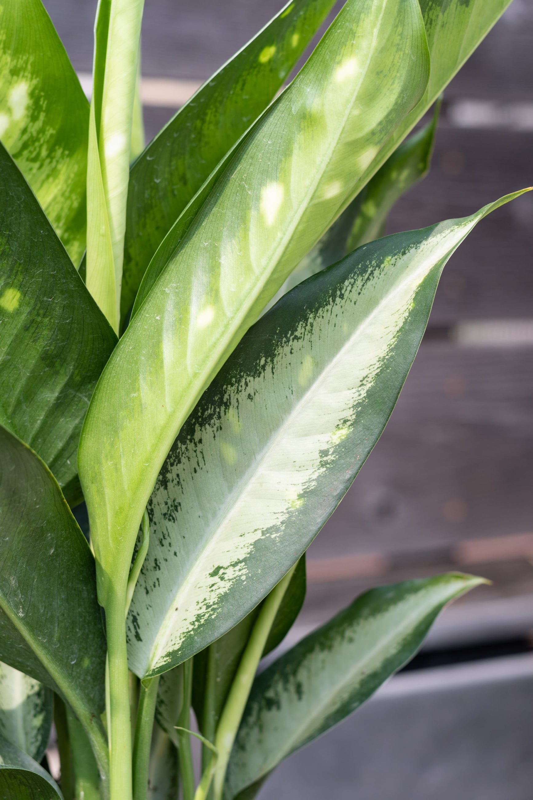 A potted Dieffenbachia 'Panther' plant with large green leaves featuring silver streaks and lighter green speckles, placed in front of a wooden background. ©Sprout Home