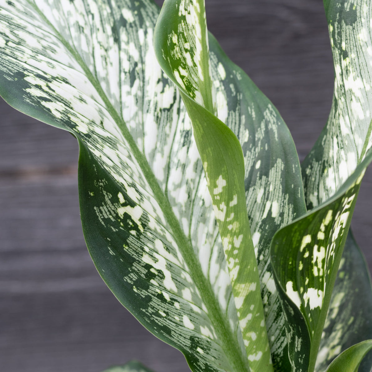 dieffenbachia maculata 'tropical tiki' Dieffenbachia maculata 'Tiki' 8" at SPROUT HOME