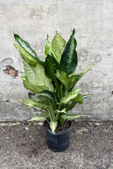 Dieffenbachia 'Camouflage' in grow pot in front of grey concrete background
