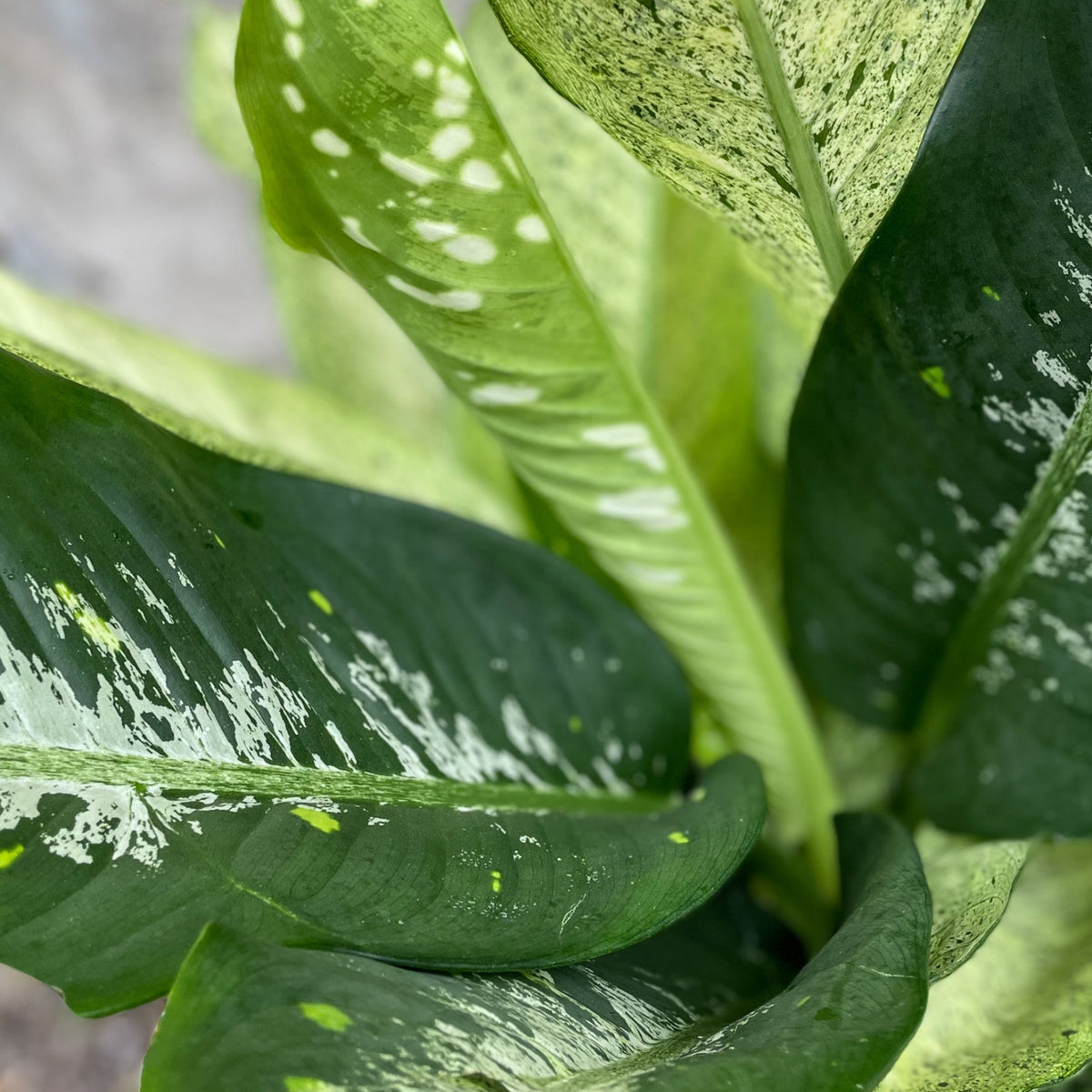 dieffenbachia camouflage rare Dieffenbachia 'Camouflage' 10"