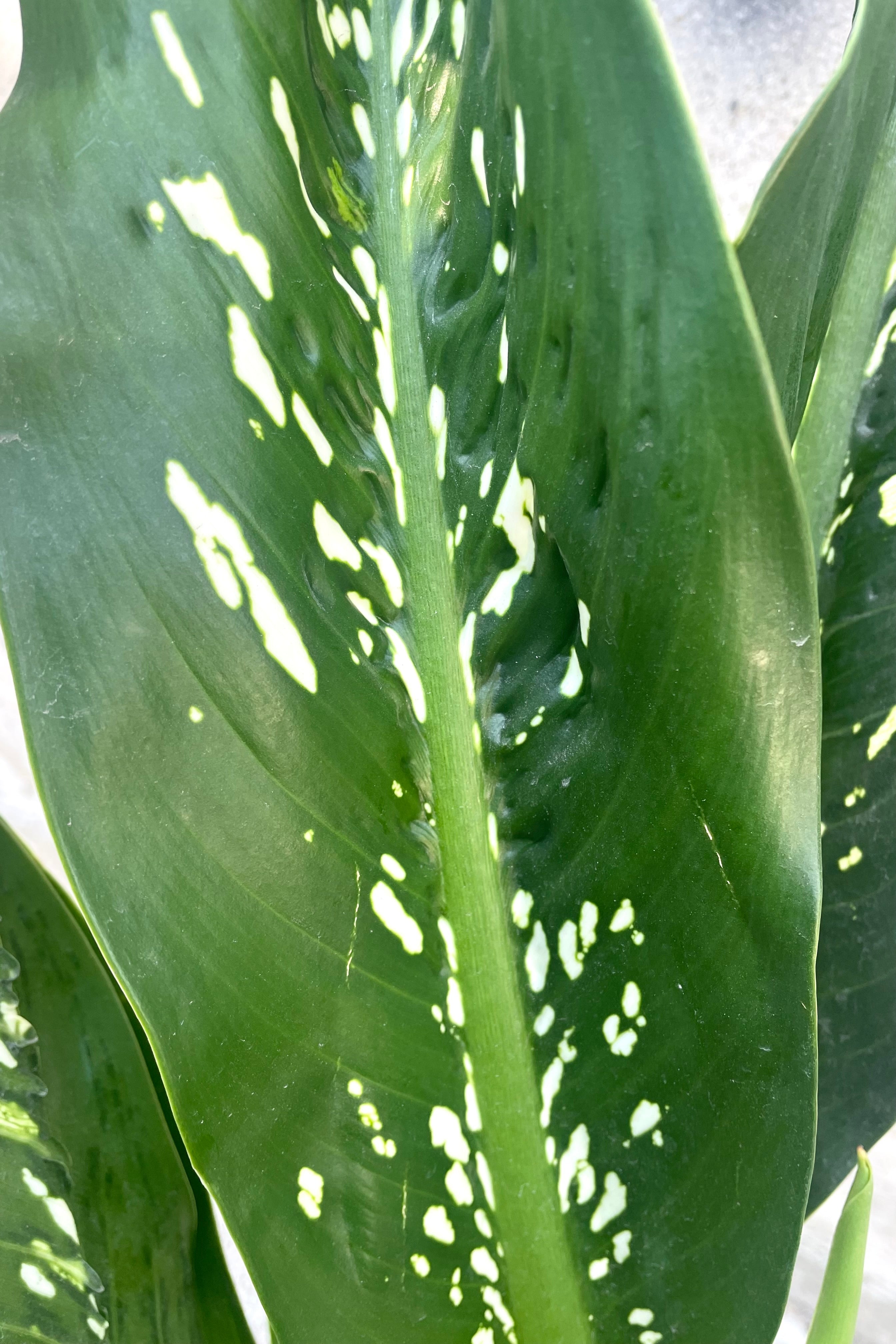 A detailed view of Dieffenbachia 'Crocodile' 12" against concrete backdrop