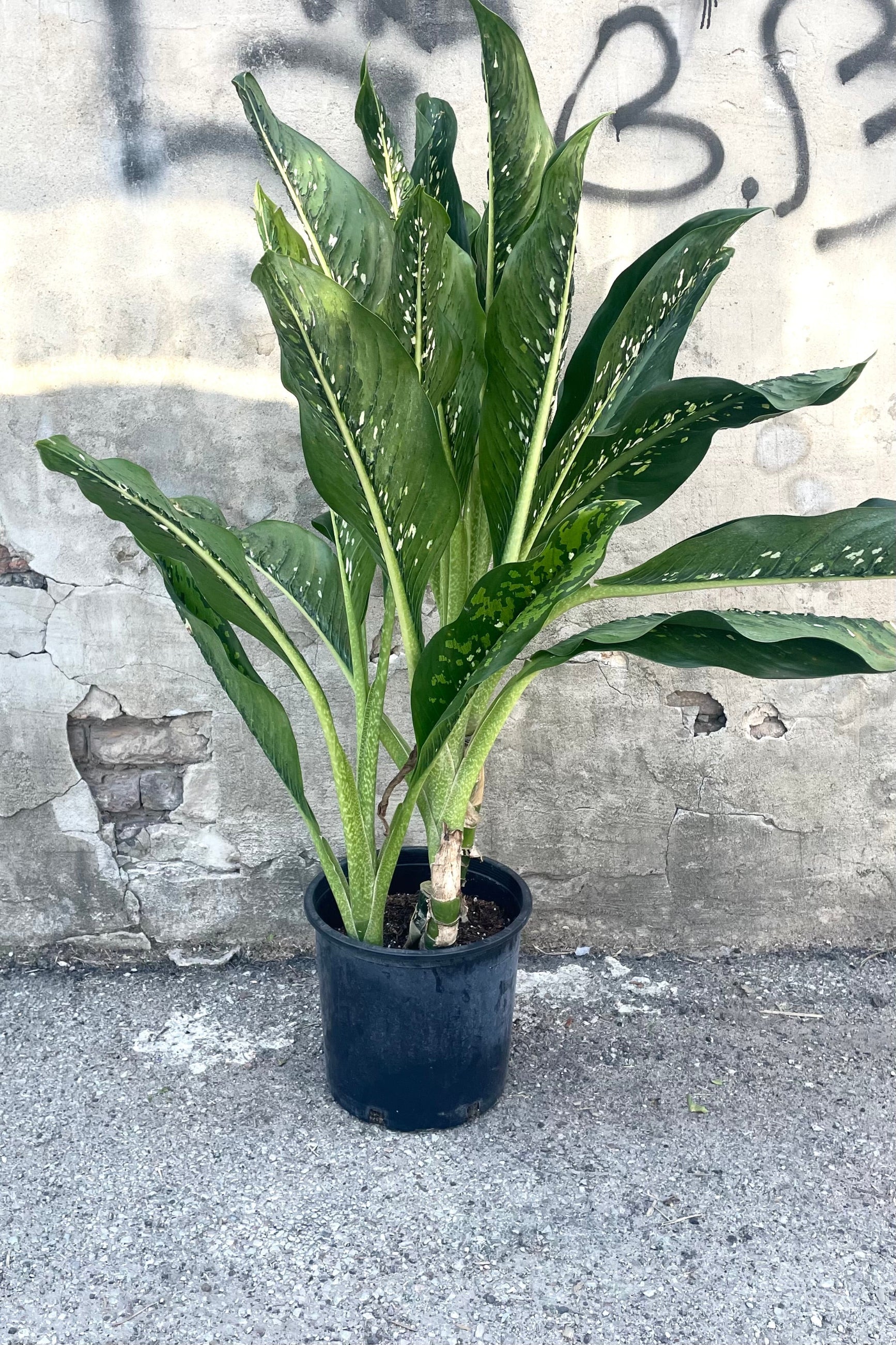 A full view of Dieffenbachia 'Crocodile' 12" in grow pot against concrete backdrop ©Sprout Home