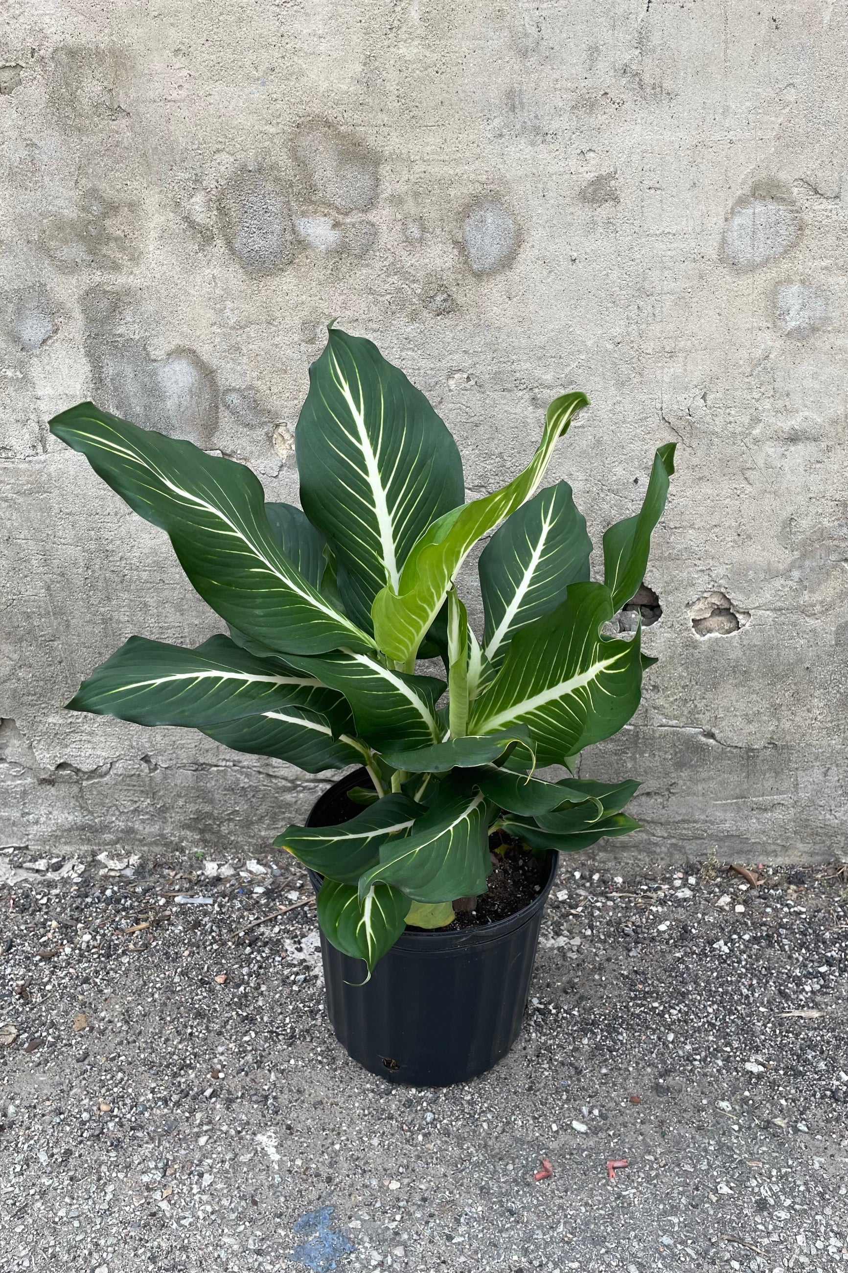 Dieffenbachia 'Sterling' plant in a 10" growers pot against a grey wall. ©Sprout Home