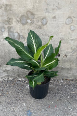 Dieffenbachia 'Sterling' plant in a 10" growers pot against a grey wall.
