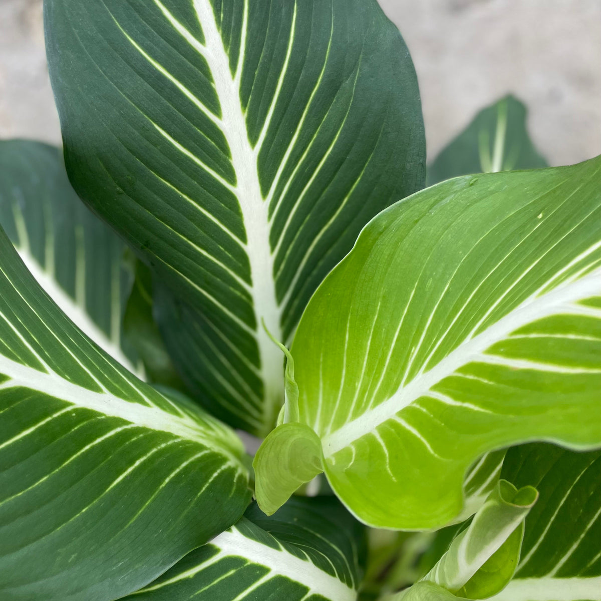 dieffenbachia sterling care Dieffenbachia 'Sterling' 10" at SPROUT HOME